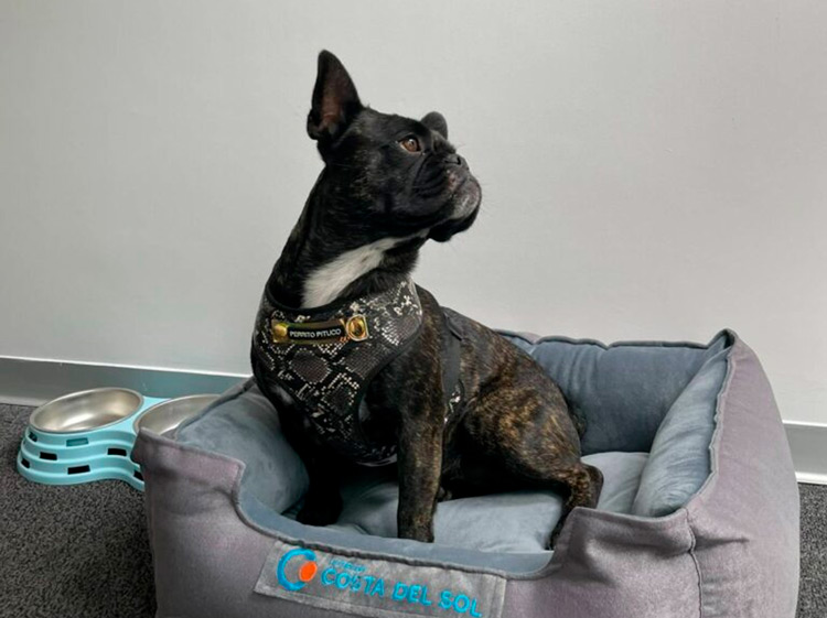 Espacio dog friendly en hotel